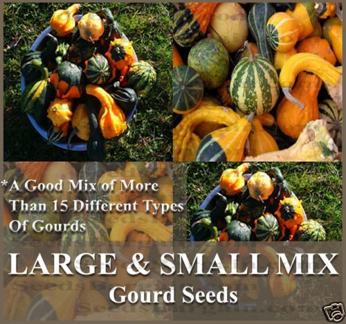 Gourds seeds   LARGE & SMALL MIX   15 DIFFERENT TYPES~~  